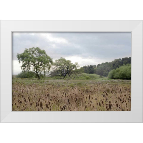 Oak Tree - 81 White Modern Wood Framed Art Print by Blaustein, Alan