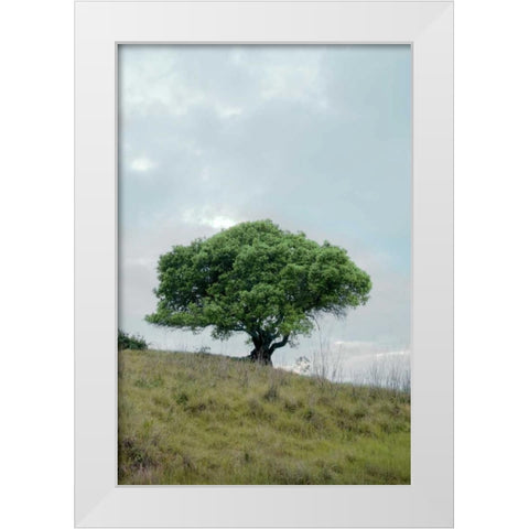 Oak Tree - 80 White Modern Wood Framed Art Print by Blaustein, Alan