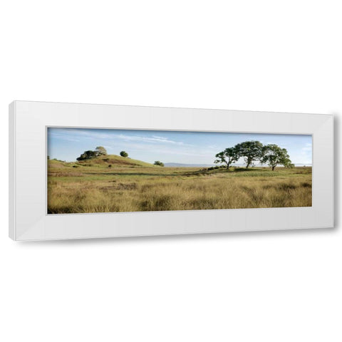 Oak Tree - 83 White Modern Wood Framed Art Print by Blaustein, Alan
