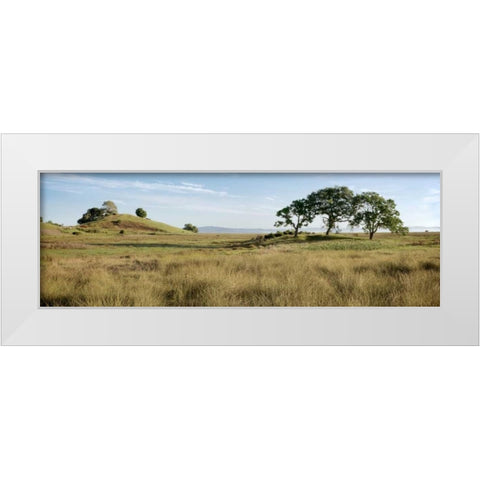 Oak Tree - 83 White Modern Wood Framed Art Print by Blaustein, Alan