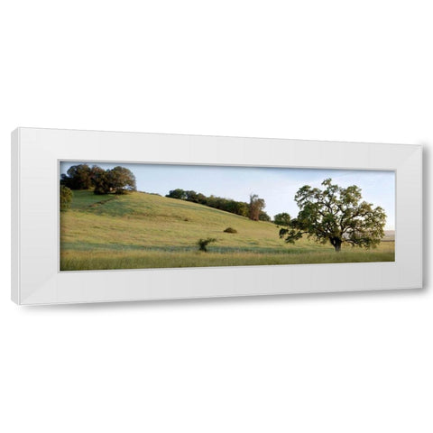 Oak Tree Pano - 91 White Modern Wood Framed Art Print by Blaustein, Alan
