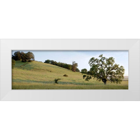Oak Tree Pano - 91 White Modern Wood Framed Art Print by Blaustein, Alan
