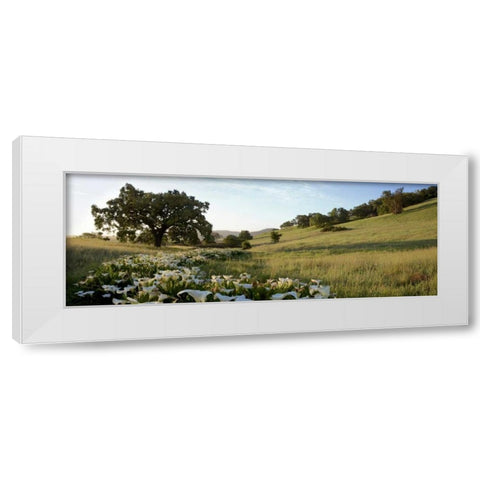 Oak Tree Pano - 92 White Modern Wood Framed Art Print by Blaustein, Alan
