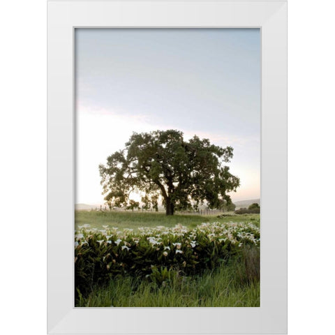Oak Tree - 84 White Modern Wood Framed Art Print by Blaustein, Alan