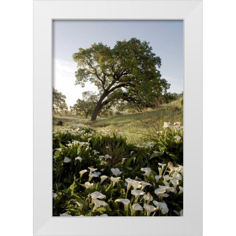 Oak Tree - 90 White Modern Wood Framed Art Print by Blaustein, Alan