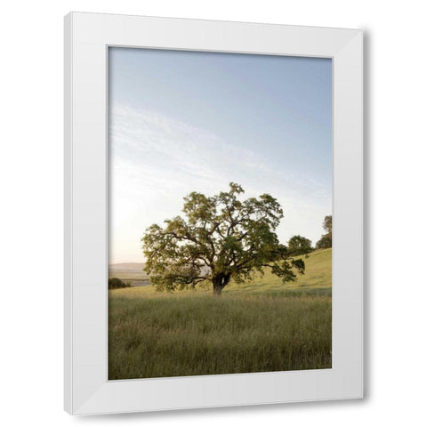 Oak Tree - 87 White Modern Wood Framed Art Print by Blaustein, Alan
