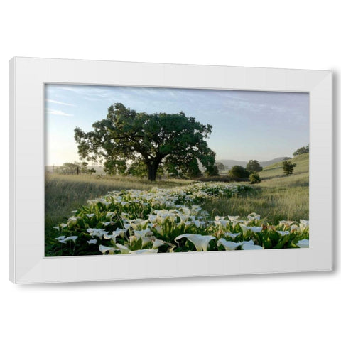 Oak Tree - 89 White Modern Wood Framed Art Print by Blaustein, Alan