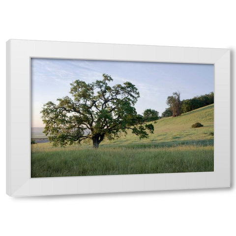 Oak Tree - 86 White Modern Wood Framed Art Print by Blaustein, Alan