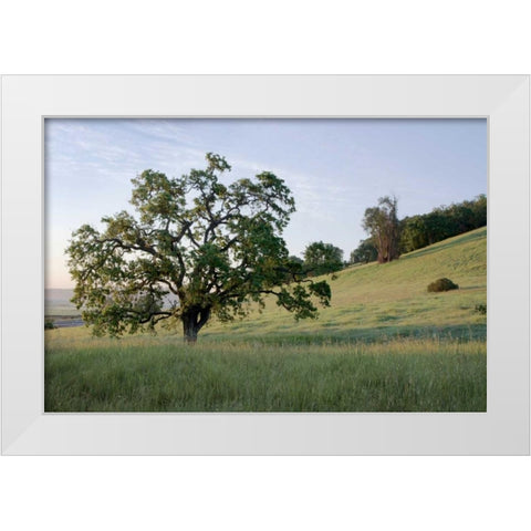 Oak Tree - 86 White Modern Wood Framed Art Print by Blaustein, Alan