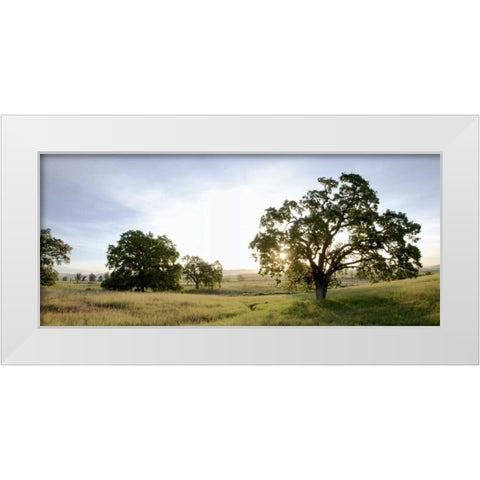 Oak Tree Pano - 98 White Modern Wood Framed Art Print by Blaustein, Alan