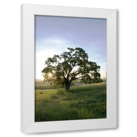 Oak Tree - 95 White Modern Wood Framed Art Print by Blaustein, Alan