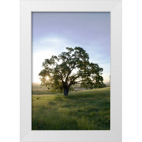 Oak Tree - 95 White Modern Wood Framed Art Print by Blaustein, Alan