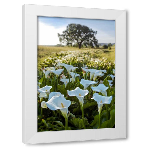 Oak Tree - 97 White Modern Wood Framed Art Print by Blaustein, Alan