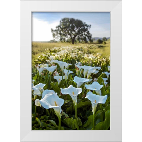 Oak Tree - 97 White Modern Wood Framed Art Print by Blaustein, Alan