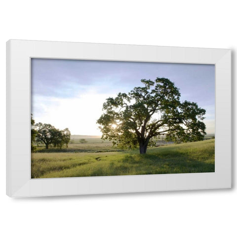 Oak Tree - 96 White Modern Wood Framed Art Print by Blaustein, Alan
