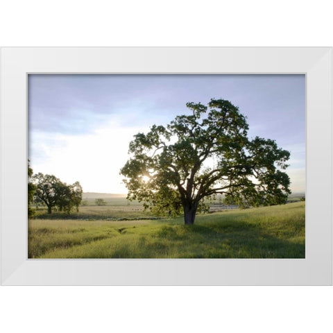 Oak Tree - 96 White Modern Wood Framed Art Print by Blaustein, Alan