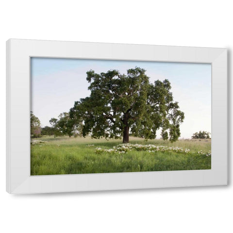 Oak Tree - 93 White Modern Wood Framed Art Print by Blaustein, Alan
