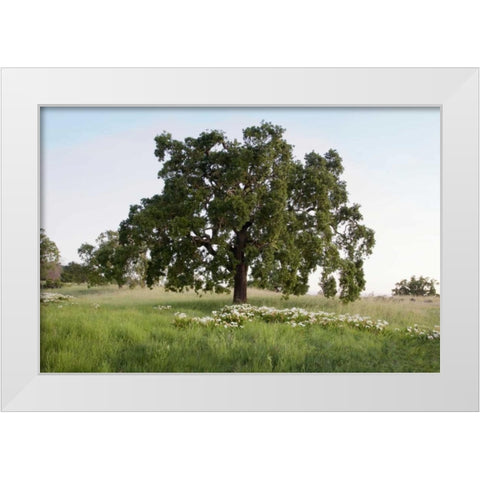 Oak Tree - 93 White Modern Wood Framed Art Print by Blaustein, Alan