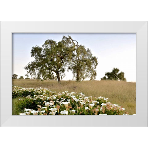 Oak Tree - 94 White Modern Wood Framed Art Print by Blaustein, Alan