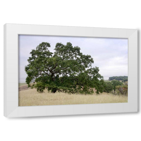 Oak Tree - 107 White Modern Wood Framed Art Print by Blaustein, Alan