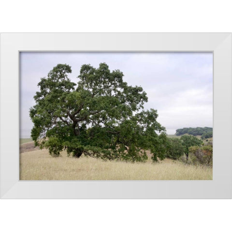 Oak Tree - 107 White Modern Wood Framed Art Print by Blaustein, Alan