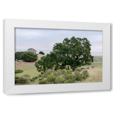 Oak Tree - 108 White Modern Wood Framed Art Print by Blaustein, Alan