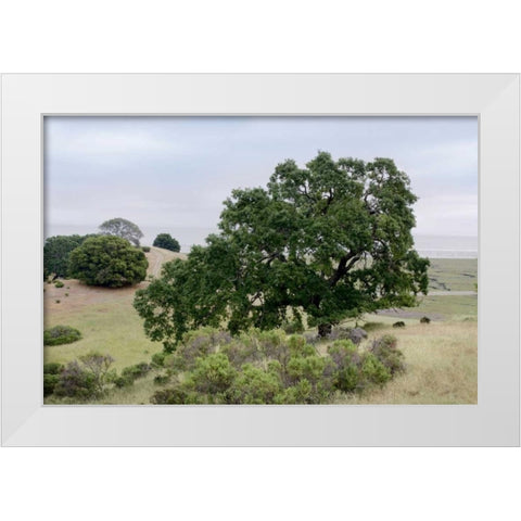 Oak Tree - 108 White Modern Wood Framed Art Print by Blaustein, Alan