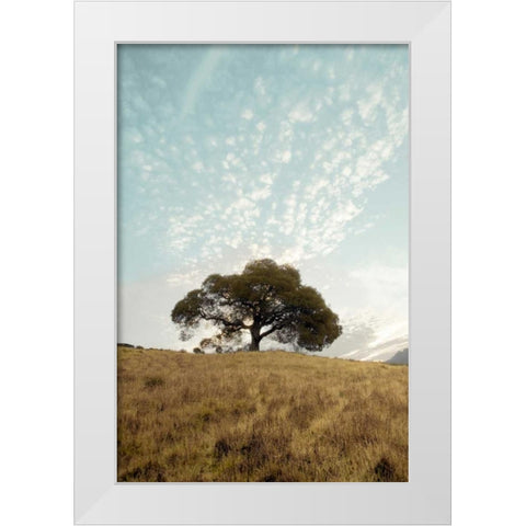 Oak Tree - 12 White Modern Wood Framed Art Print by Blaustein, Alan