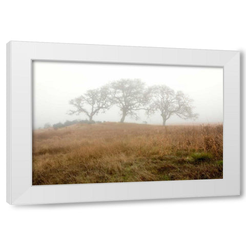 Oak Tree - 16 White Modern Wood Framed Art Print by Blaustein, Alan