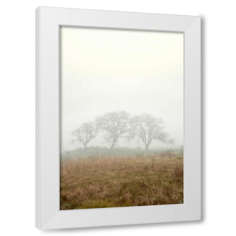 Oak Tree - 17 White Modern Wood Framed Art Print by Blaustein, Alan