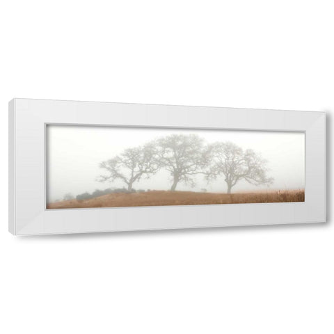 Oak Tree - 15 White Modern Wood Framed Art Print by Blaustein, Alan