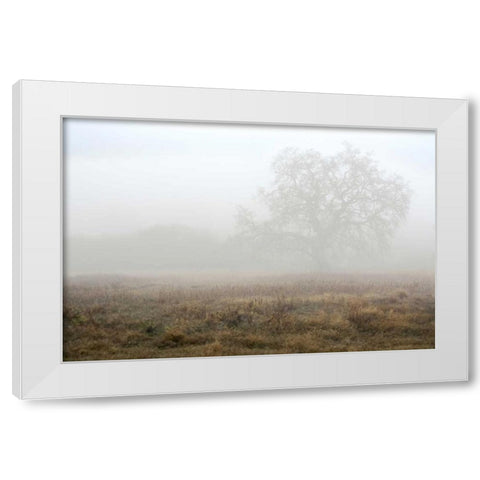 Oak Tree - 28 White Modern Wood Framed Art Print by Blaustein, Alan