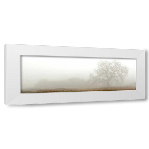 Oak Tree - 27 White Modern Wood Framed Art Print by Blaustein, Alan