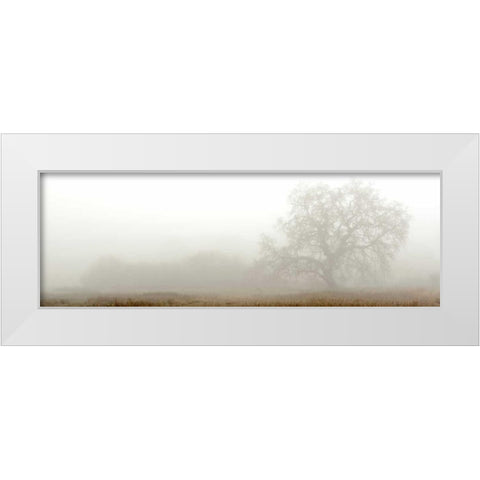 Oak Tree - 27 White Modern Wood Framed Art Print by Blaustein, Alan