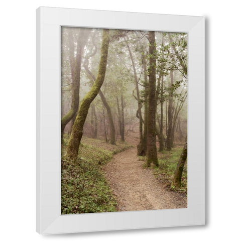 Oak Tree - 22 White Modern Wood Framed Art Print by Blaustein, Alan