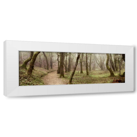 Oak Tree - 20 White Modern Wood Framed Art Print by Blaustein, Alan