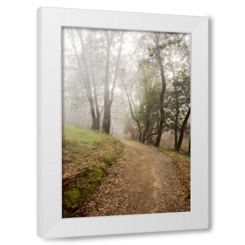 Oak Tree - 19 White Modern Wood Framed Art Print by Blaustein, Alan