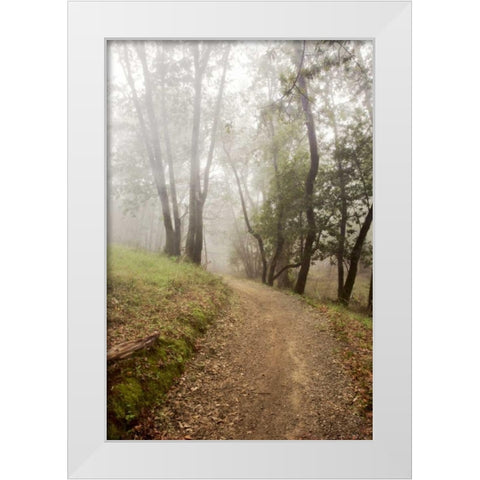 Oak Tree - 19 White Modern Wood Framed Art Print by Blaustein, Alan