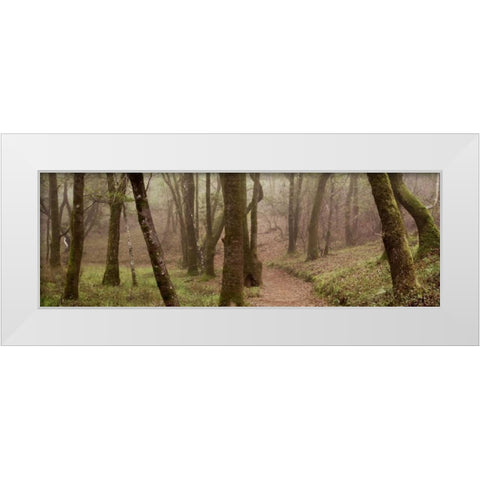 Oak Tree - 23 White Modern Wood Framed Art Print by Blaustein, Alan