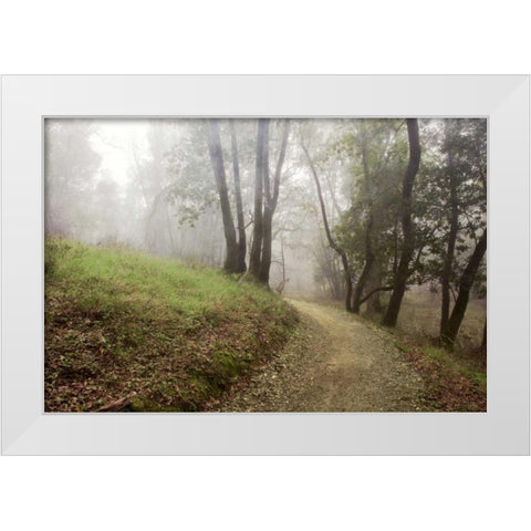 Oak Tree - 18 White Modern Wood Framed Art Print by Blaustein, Alan