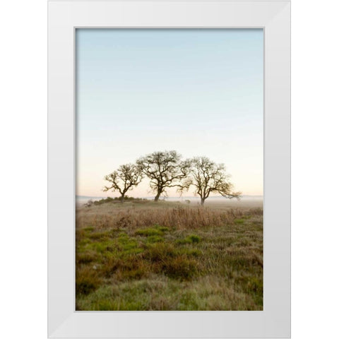 Oak Tree - 34 White Modern Wood Framed Art Print by Blaustein, Alan