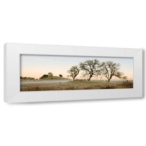 Oak Tree - 32 White Modern Wood Framed Art Print by Blaustein, Alan