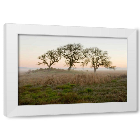 Oak Tree - 31 White Modern Wood Framed Art Print by Blaustein, Alan