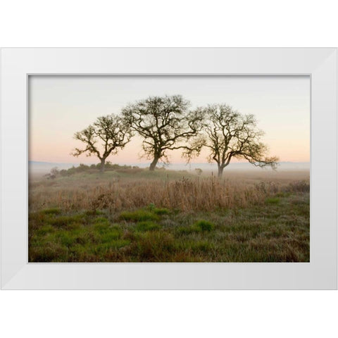 Oak Tree - 31 White Modern Wood Framed Art Print by Blaustein, Alan