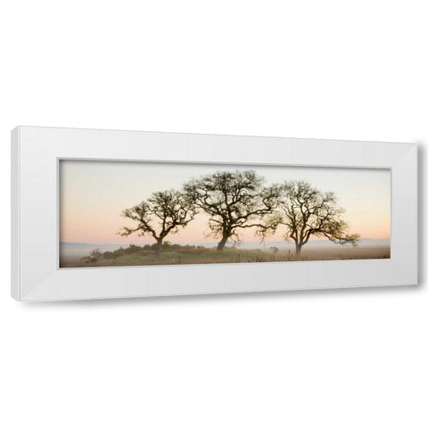 Oak Tree - 30 White Modern Wood Framed Art Print by Blaustein, Alan
