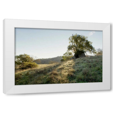 Oak Tree - 36 White Modern Wood Framed Art Print by Blaustein, Alan