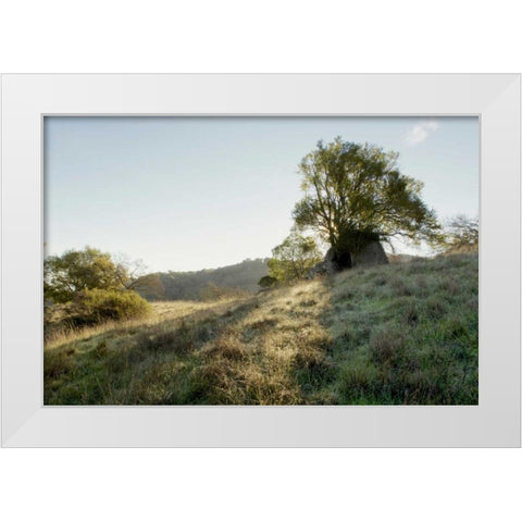 Oak Tree - 36 White Modern Wood Framed Art Print by Blaustein, Alan