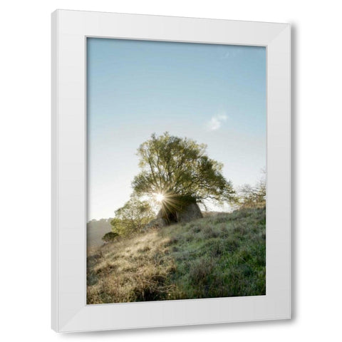 Oak Tree - 35 White Modern Wood Framed Art Print by Blaustein, Alan