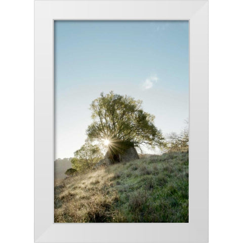Oak Tree - 35 White Modern Wood Framed Art Print by Blaustein, Alan