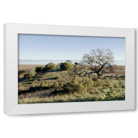 Oak Tree - 38 White Modern Wood Framed Art Print by Blaustein, Alan